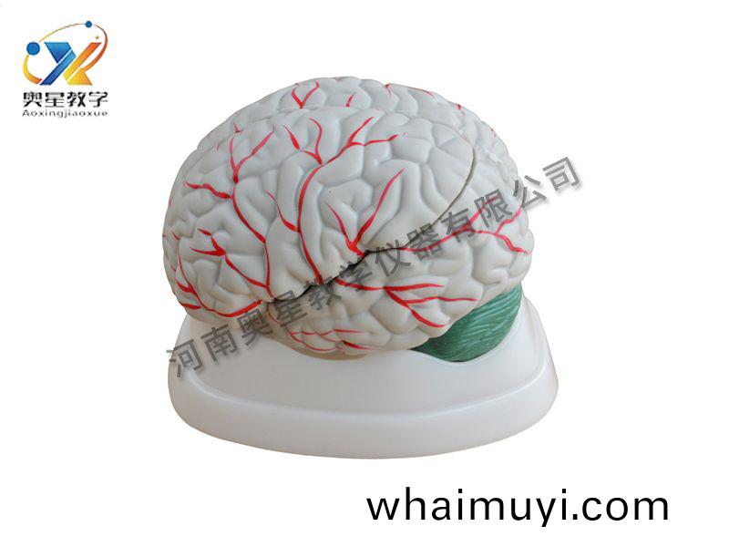 腦(nao)解(jie)剖(pou)糢型
