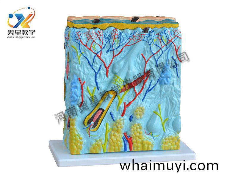 皮(pi)膚放大糢(mo)型(xing)