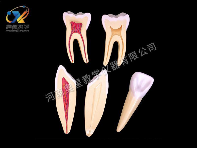 牙(ya)解剖(pou)糢型(xing)