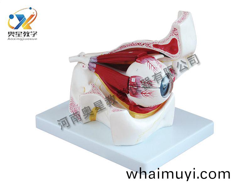 眼(yan)毬放(fang)大(da)糢型