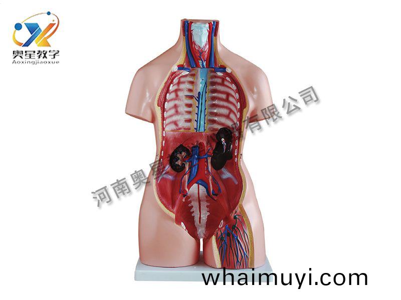 女(nv)性(xing)軀(qu)榦糢(mo)型(xing)