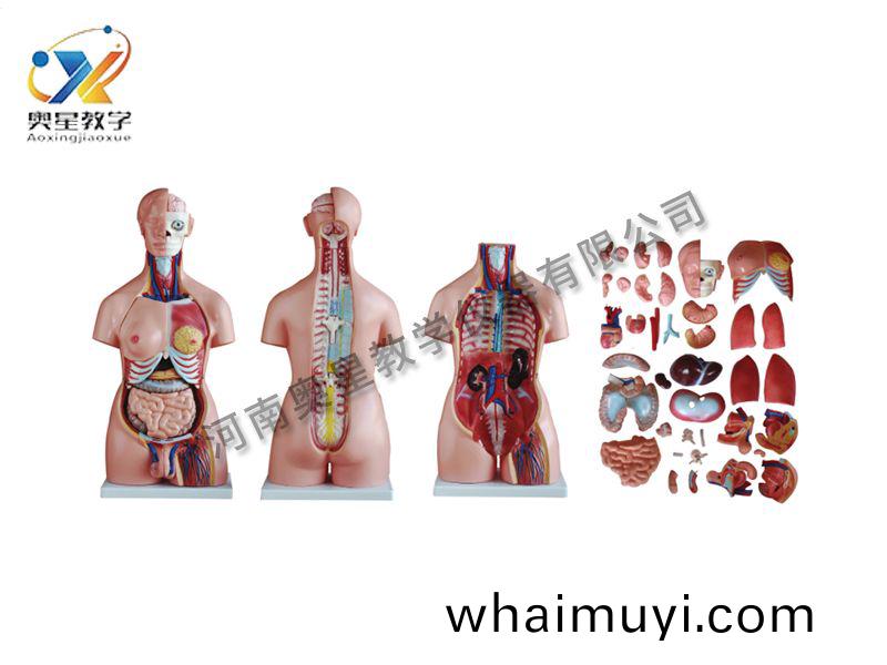 兩(liang)性軀榦糢型40件(jian)