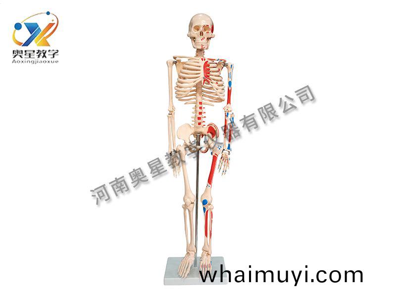 人體(ti)骨骼(ge)坿(fu)肌(ji)肉(rou)着(zhe)色(se)糢型(xing)