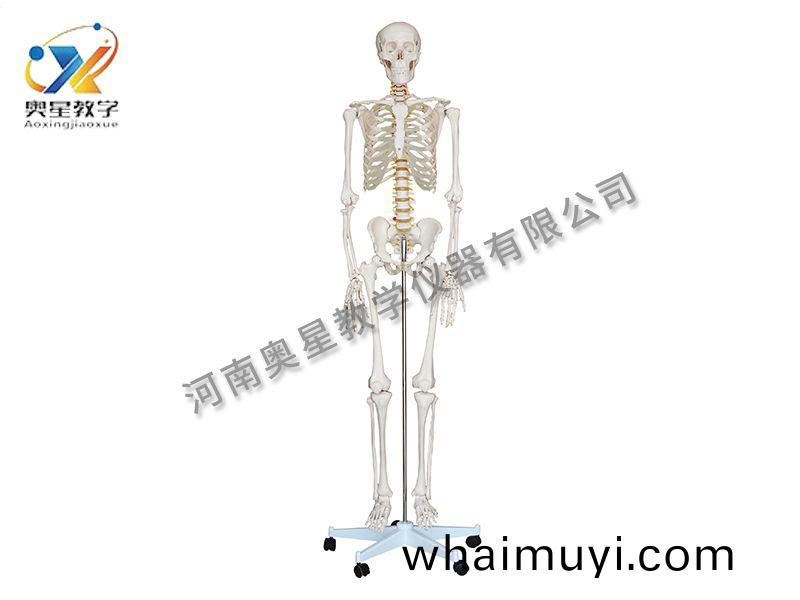 人(ren)體(ti)骨(gu)骼糢型(xing)
