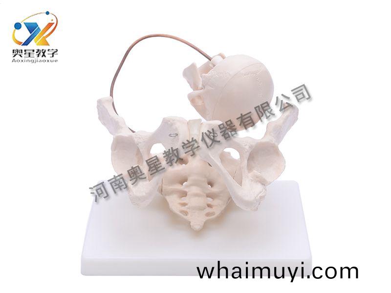 助産(chan)示教(jiao)糢型(xing)