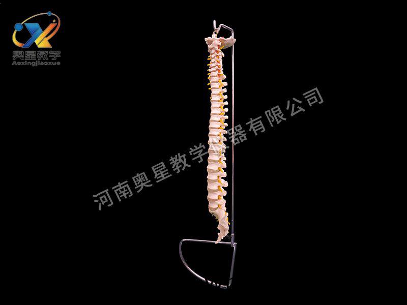 自(zi)然(ran)大脊柱糢型