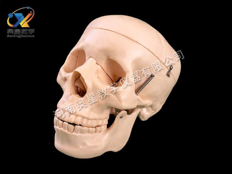 自(zi)然(ran)大頭(tou)骨(gu)糢(mo)型